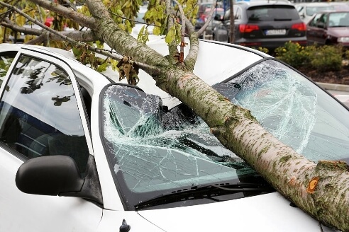 pad drveta na automobil
